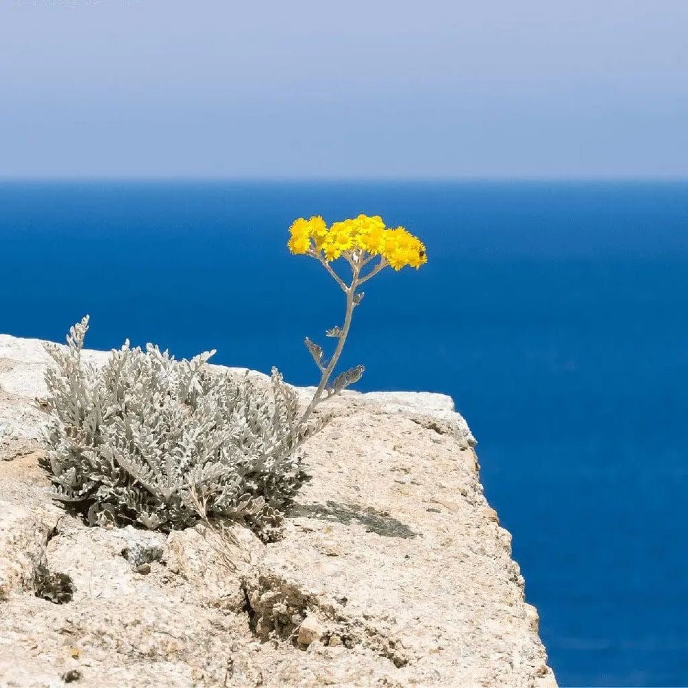 THE GLOW DUO — Golden Ora Face Serum + Body Glow Oil · Save $11 · Complete Glow Ritual - Santorini Sun